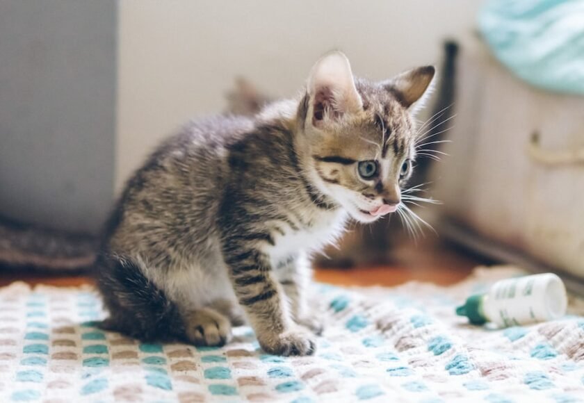 Anak Kucing Tidak Mau Makan