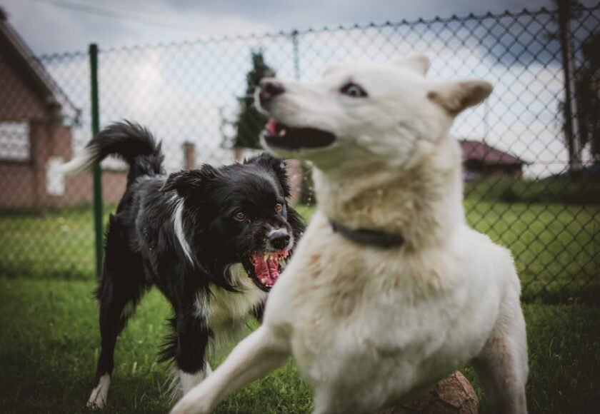 Anjing Rabies