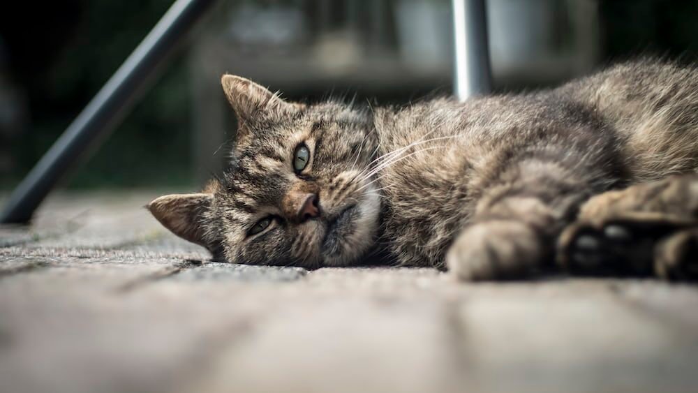 Kucing Kejang