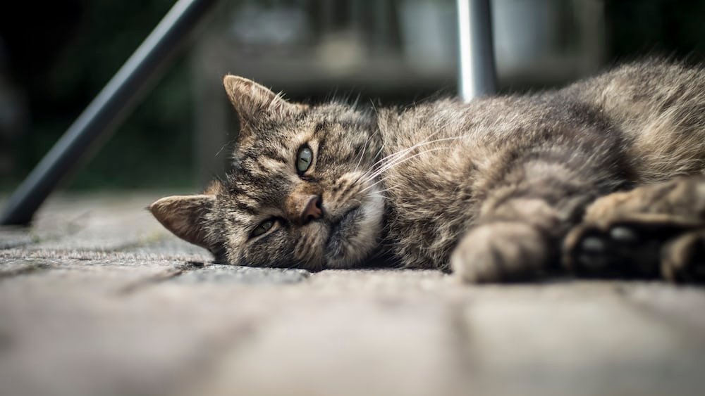 Kucing Kejang