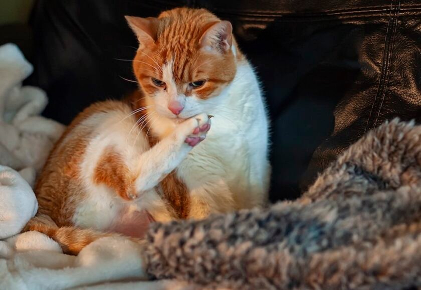Kucing Ringworm