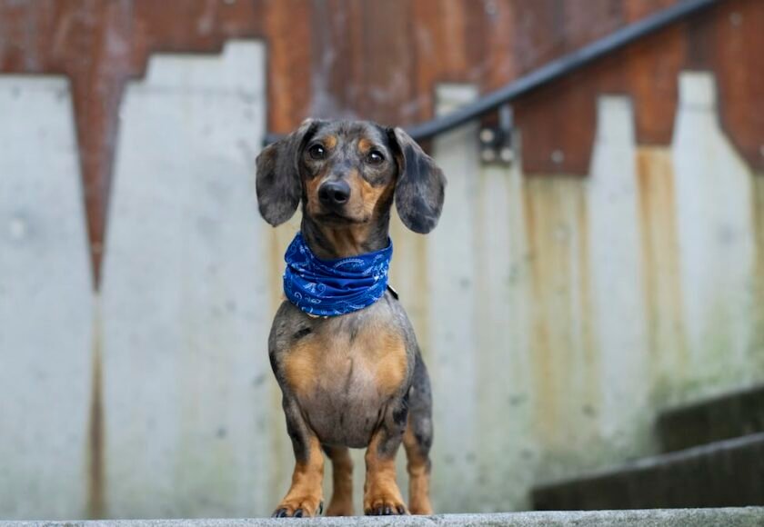 Anjing Dachshund