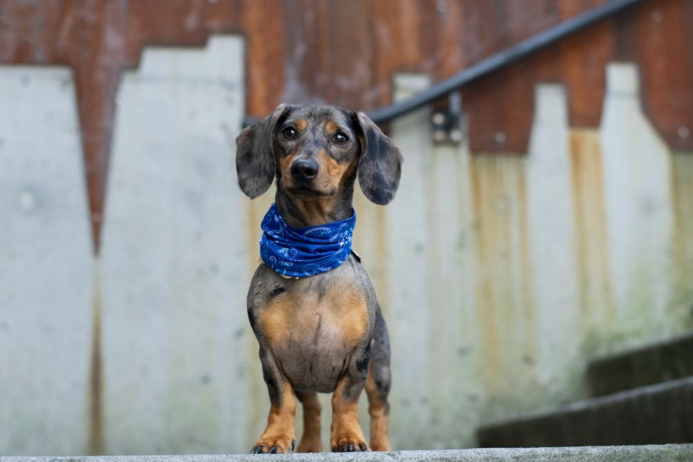 Anjing Dachshund