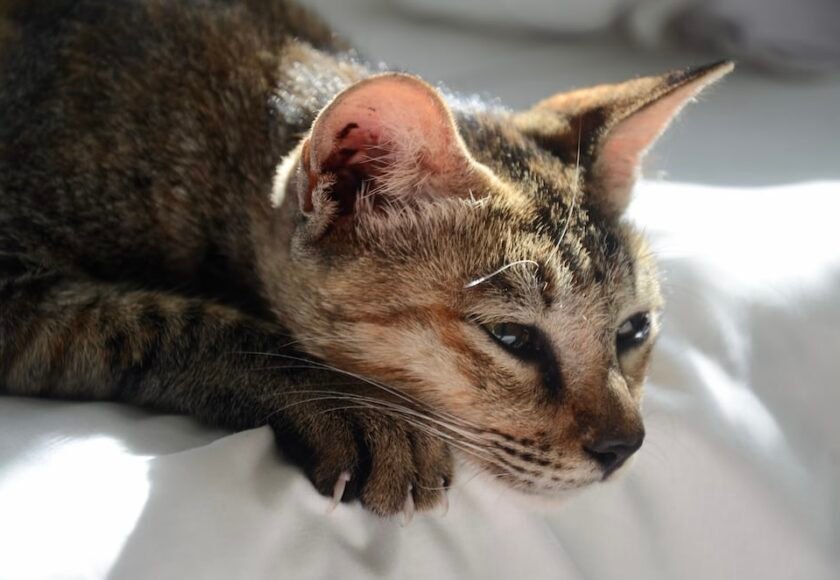 Mata Kucing Berair