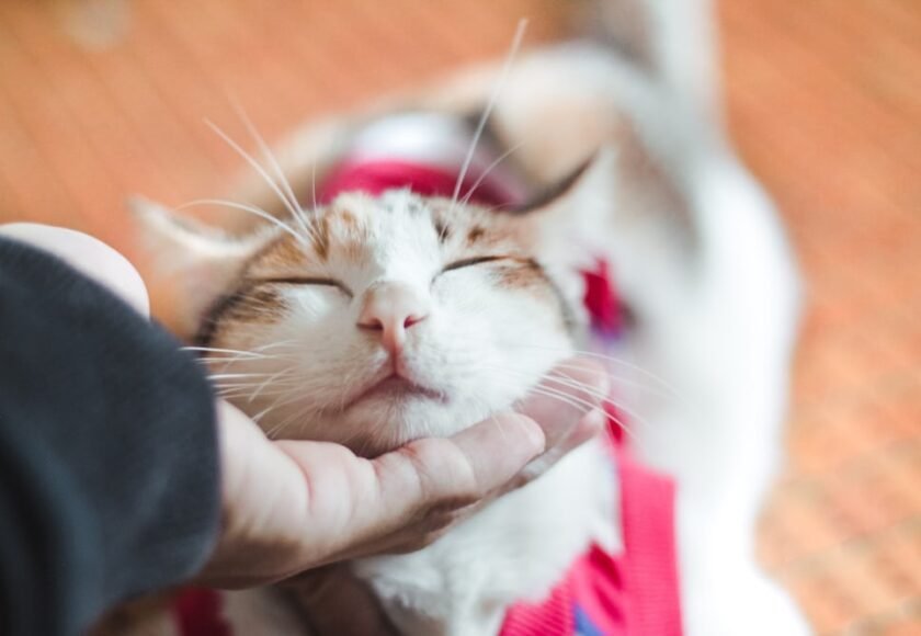 Jerawat Kucing