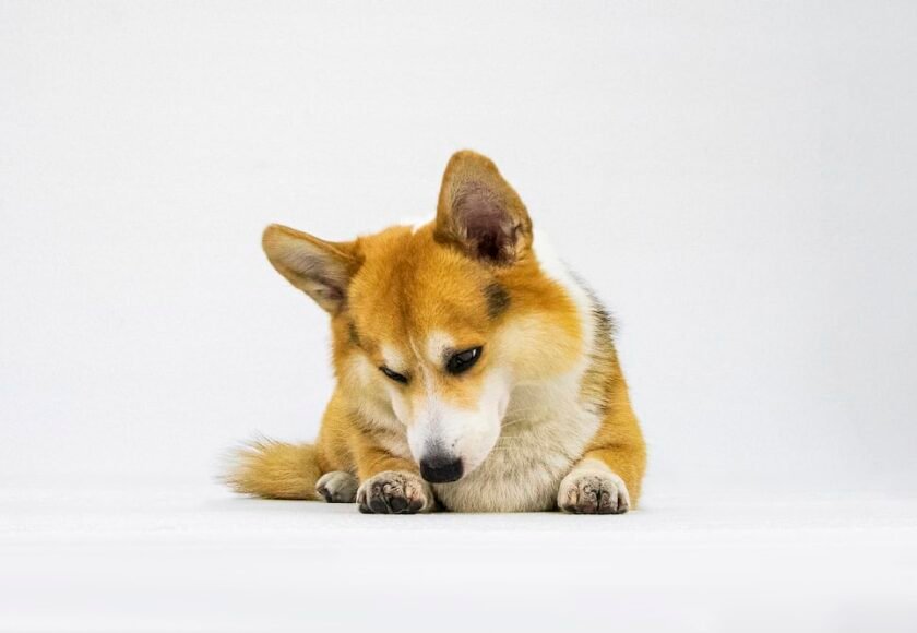 Anjing Corgi
