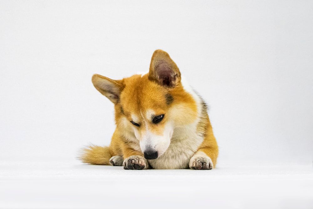 Anjing Corgi