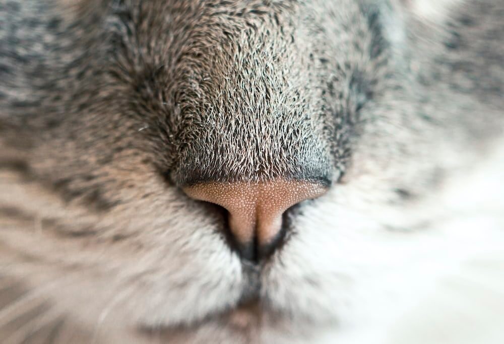 Hidung Kucing Basah