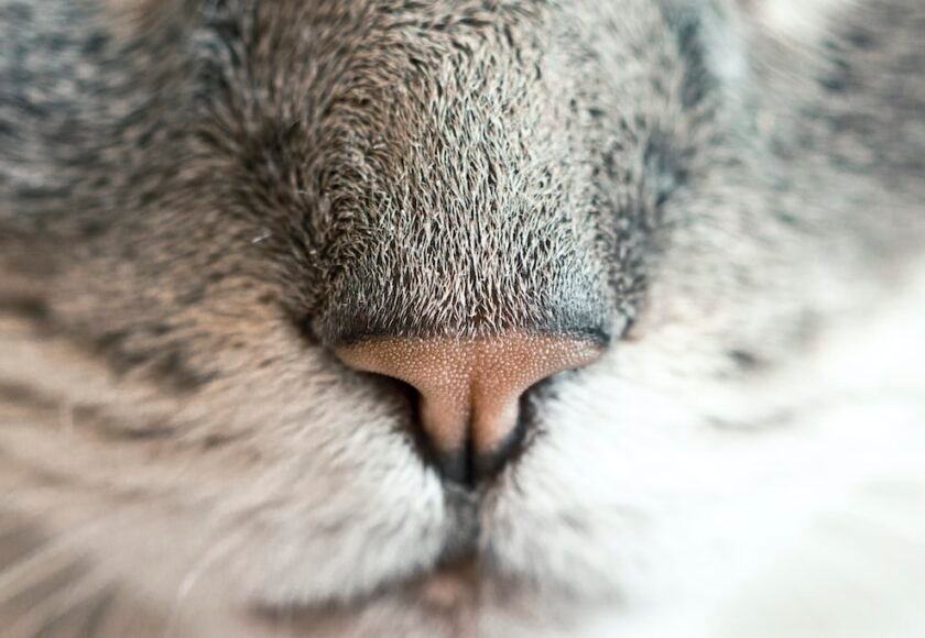 Hidung Kucing Basah