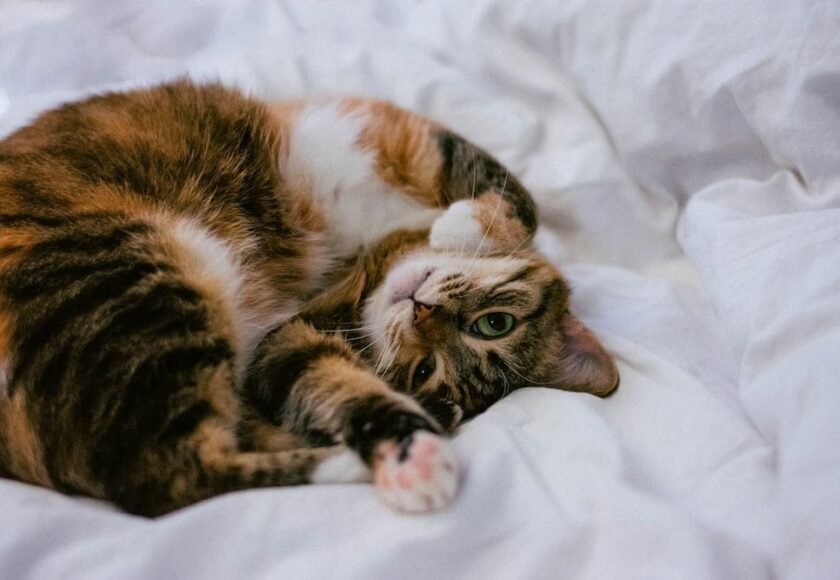 Kucing Sesak Napas