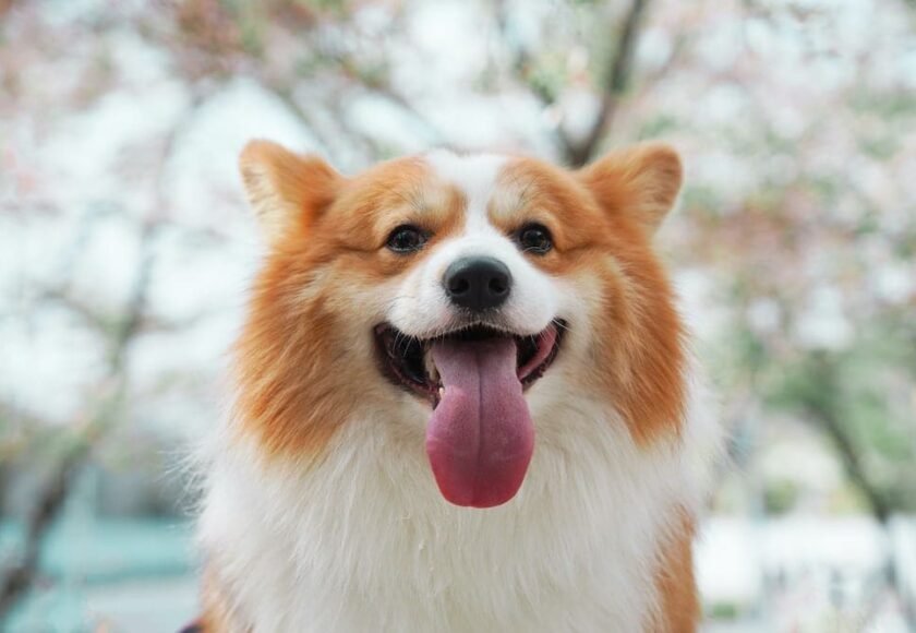 Mulut Anjing Bau