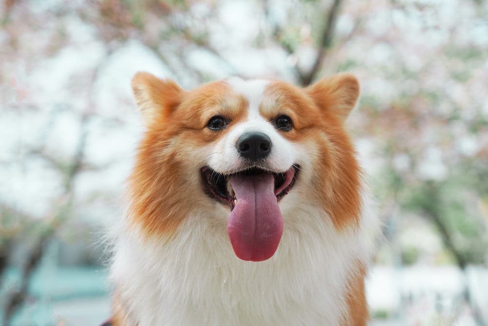 Mulut Anjing Bau