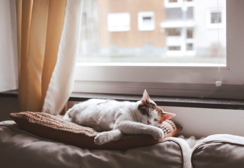 Kucing Lesu