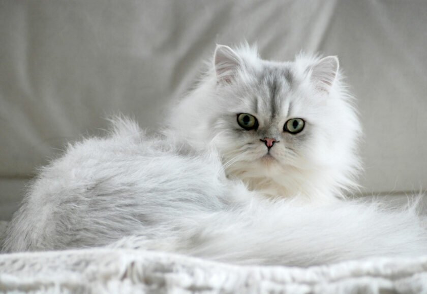 White persian cat