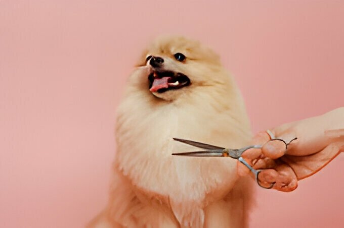Imgpanda_premium_lLRDVB