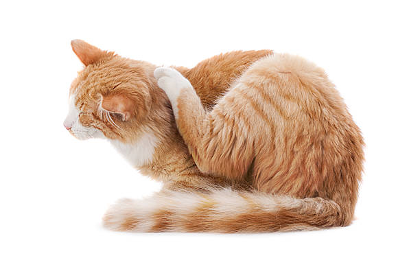 Ginger cat scratching behind her ear on white background