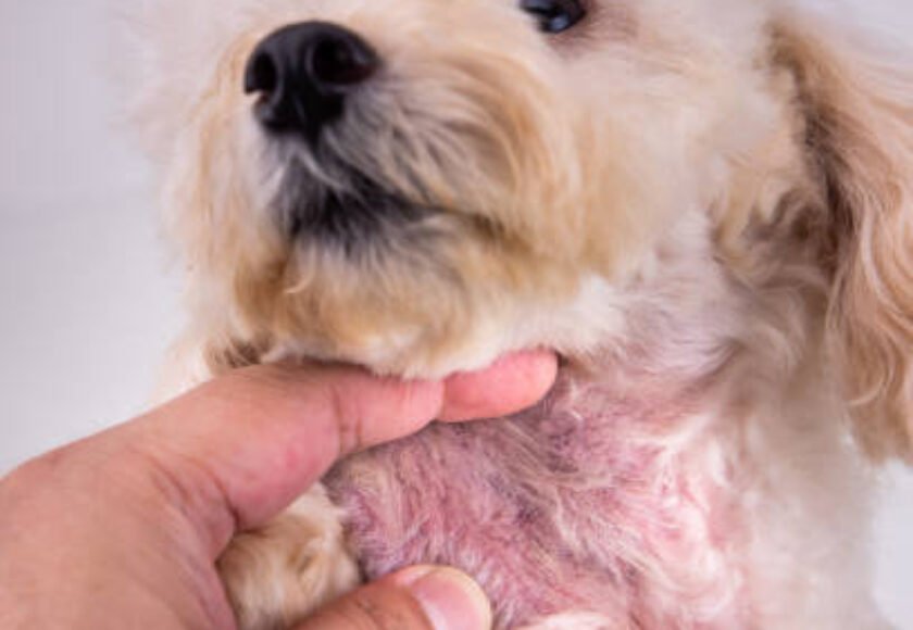 Pet dog body with red irritated skin due to yeast infection and allergy