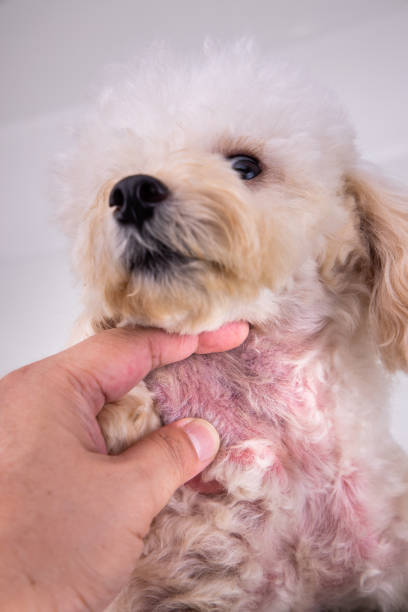 Pet dog body with red irritated skin due to yeast infection and allergy