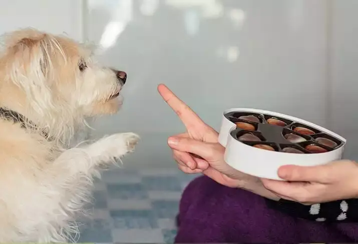 dogs-and-chocolate-candy