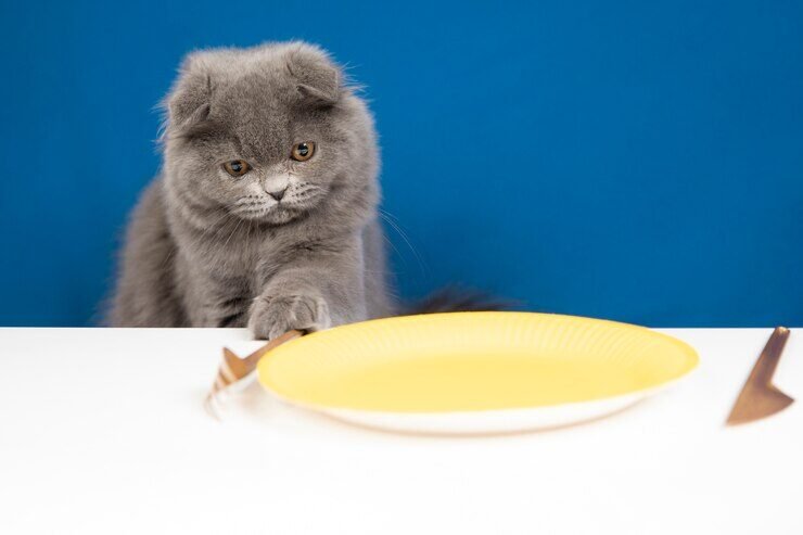 lovely-pet-portrait-isolated_23-2149192346