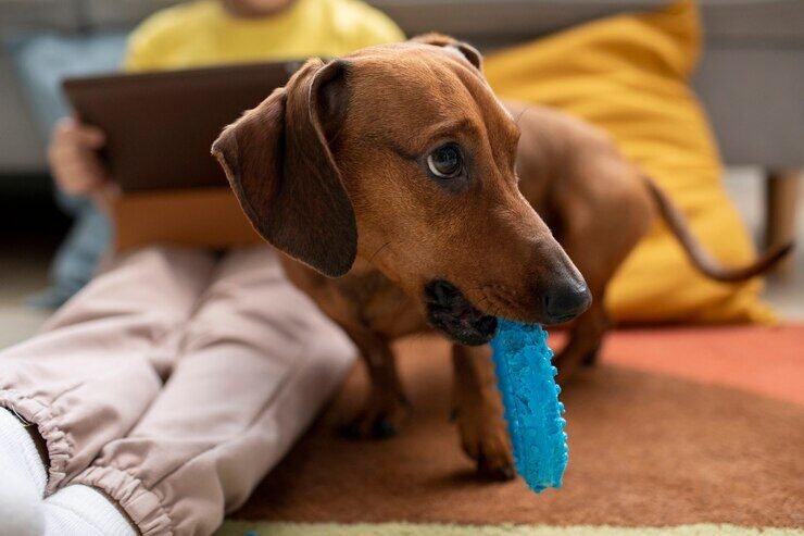 close-up-beautiful-dachshund-playing-with-kid_23-2149202520