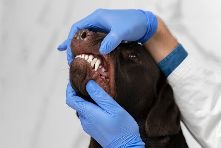 hands-checking-dog-s-mouth-close-up_23-2149271863