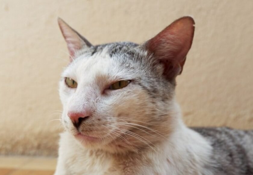 closeup-view-domestic-cat-with-blurred-background_181624-17941