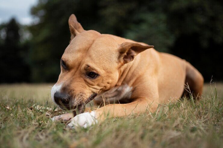 portrait-adorable-pitbull-dog_23-2149131456