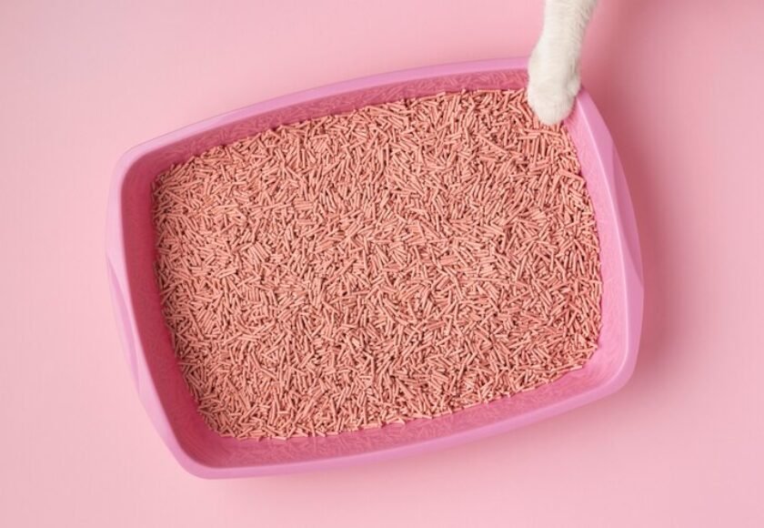 still-life-kitty-litter-arrangement_23-2148982367