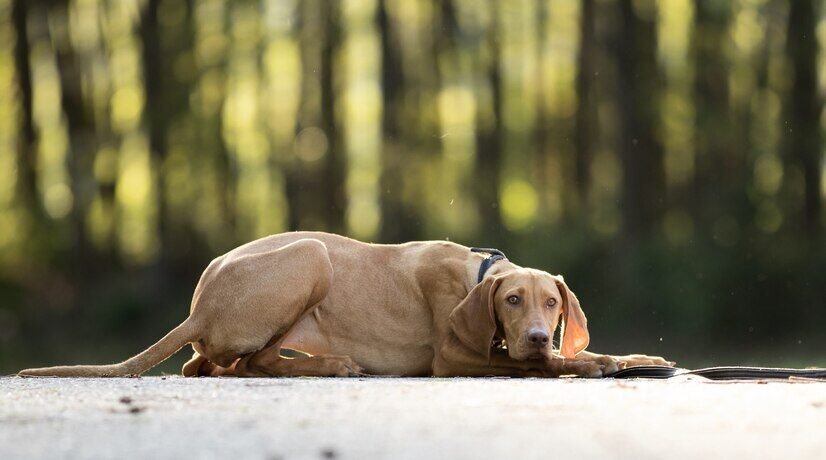 closeup-shot-adorable-brown-hungarian-vizsla_181624-29961