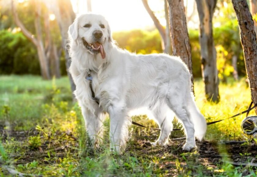 closeup-shot-beautiful-white-dog-standing-sunny-field_181624-27222