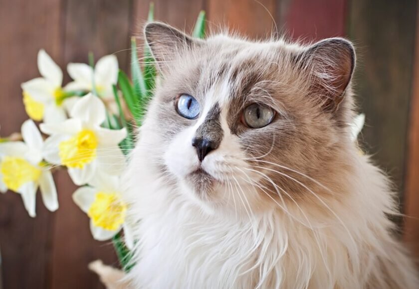 ragdoll-cat-breed-vase-narcissus_2829-13964