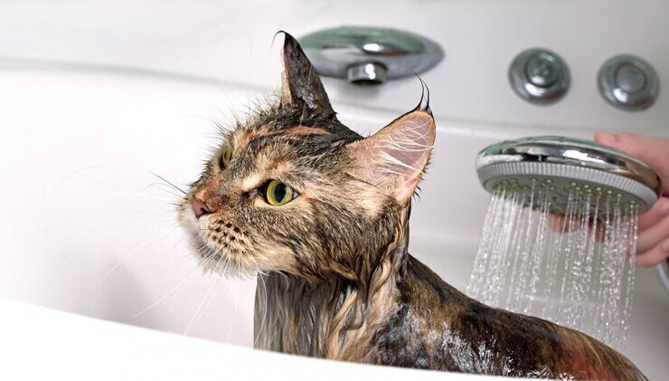 cat-bath_160901-386