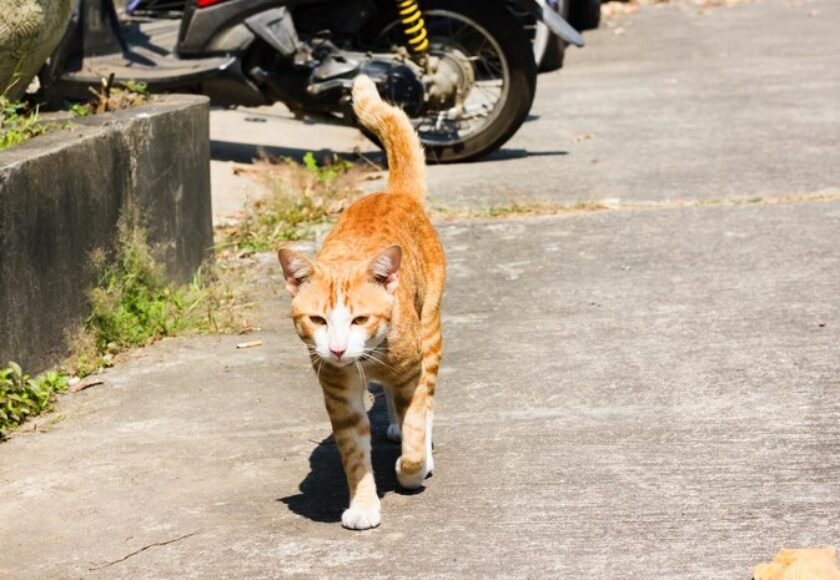 cat-street-city_1048944-5236995