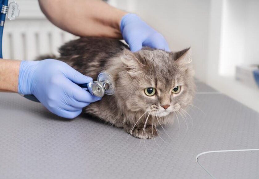 close-up-veterinary-doctor-taking-care-pet_23-2149267900