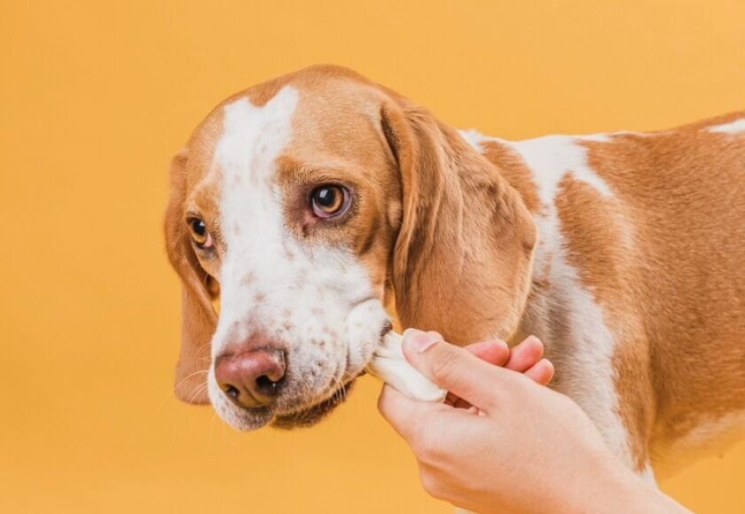 hand-taking-bone-from-dog-mouth_23-2148366843