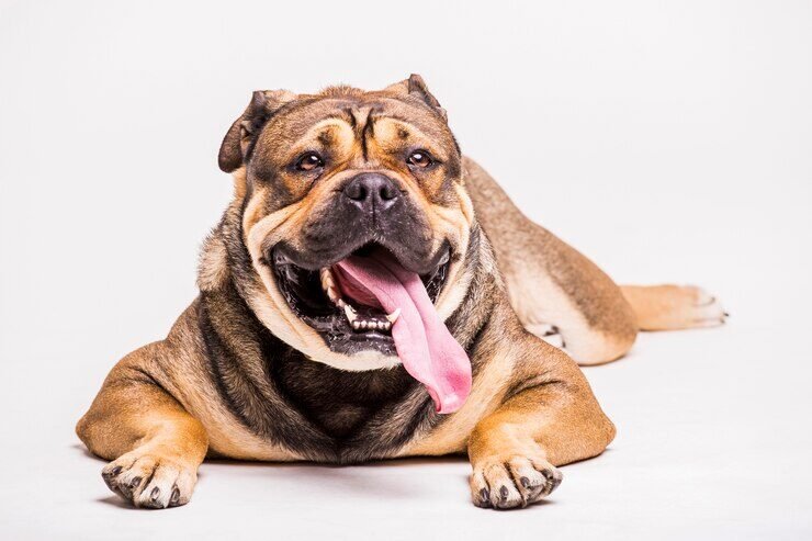 portrait-dog-relaxing-against-white-backdrop_23-2147841044