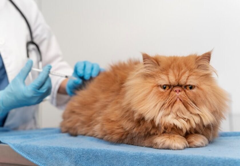 veterinarian-taking-care-pet_23-2149198609