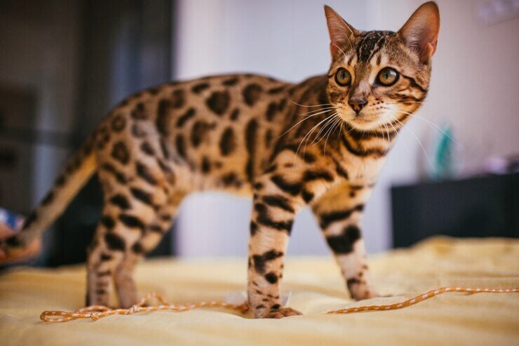 bengal-cat-stands-yellow-bed_8353-534