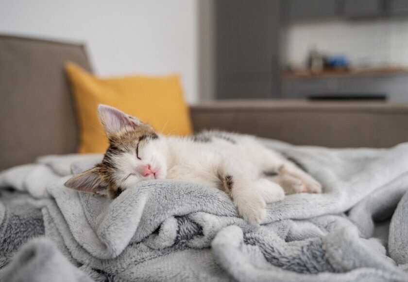 cute-cat-spending-time-indoors_23-2150649127