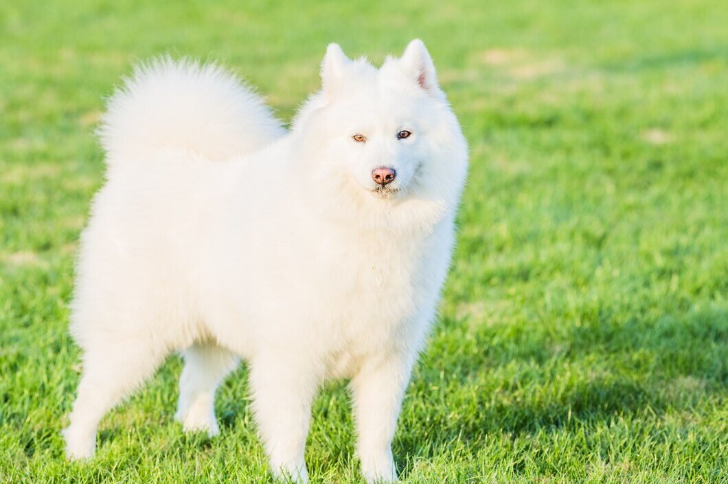 happy-pet-dogs-playing-grass_1359-227