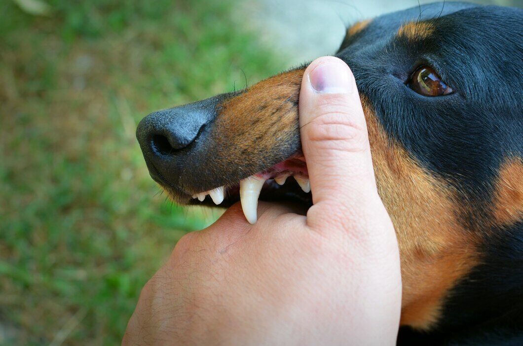 vicious-dog-showing-teeth-biting-hand_342744-788