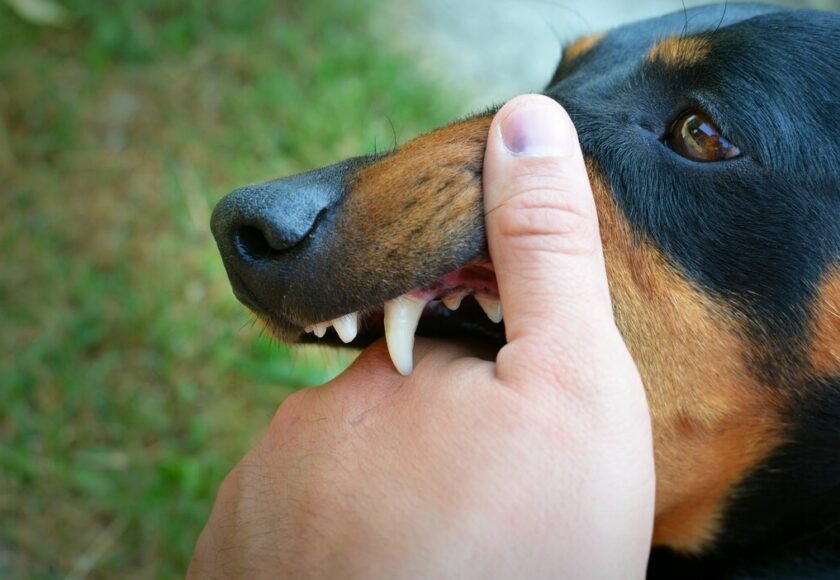 vicious-dog-showing-teeth-biting-hand_342744-788
