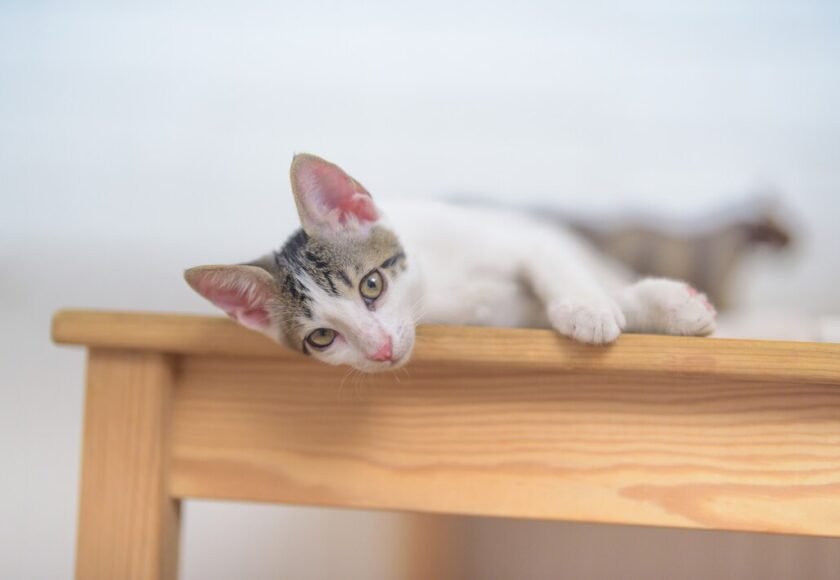 closeup-shot-adorable-little-domestic-cat-lying-table_181624-29885