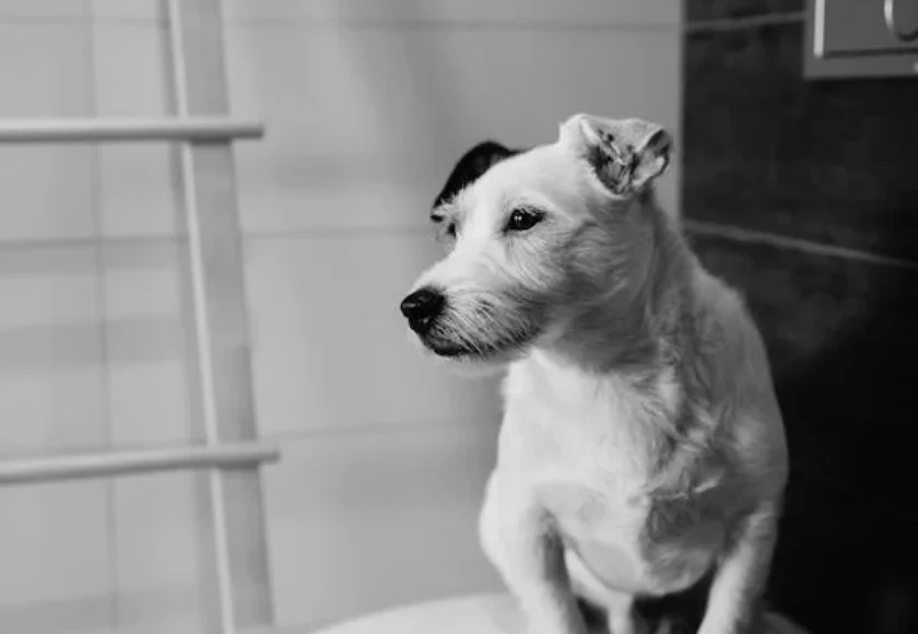pexels-photo-11664587
