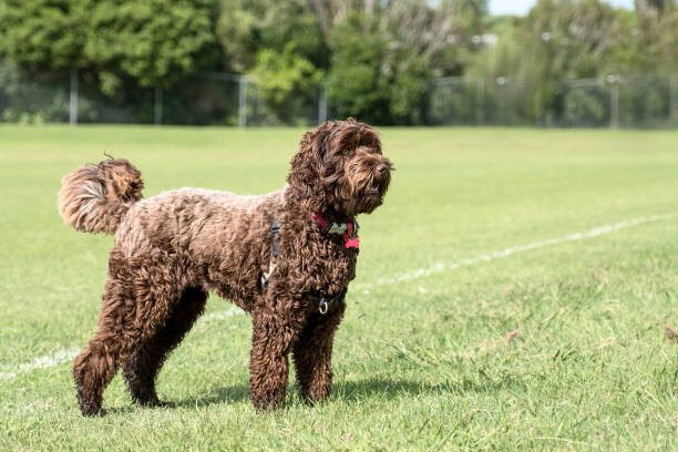 brown medium sized labradoodle dog in a filed