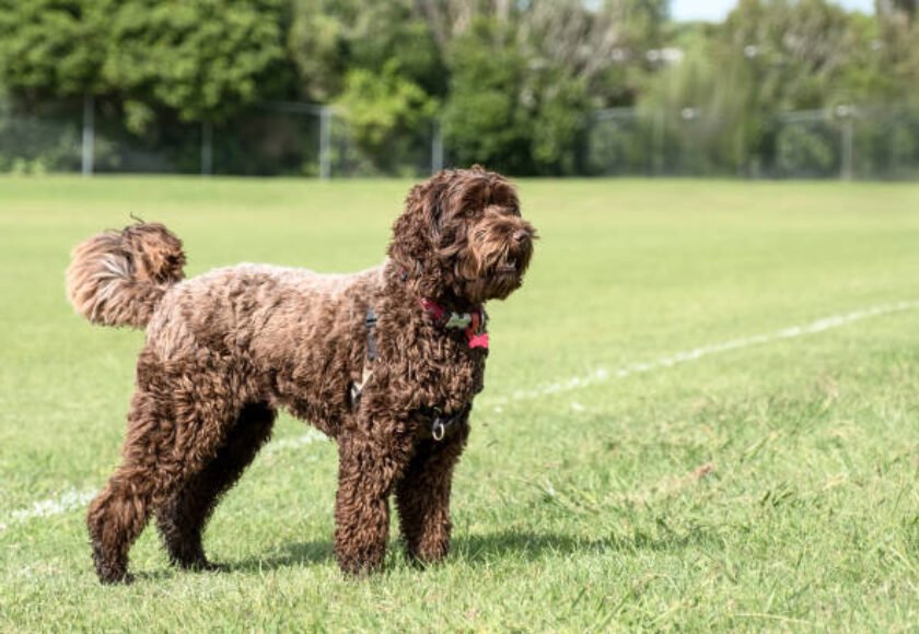 brown medium sized labradoodle dog in a filed