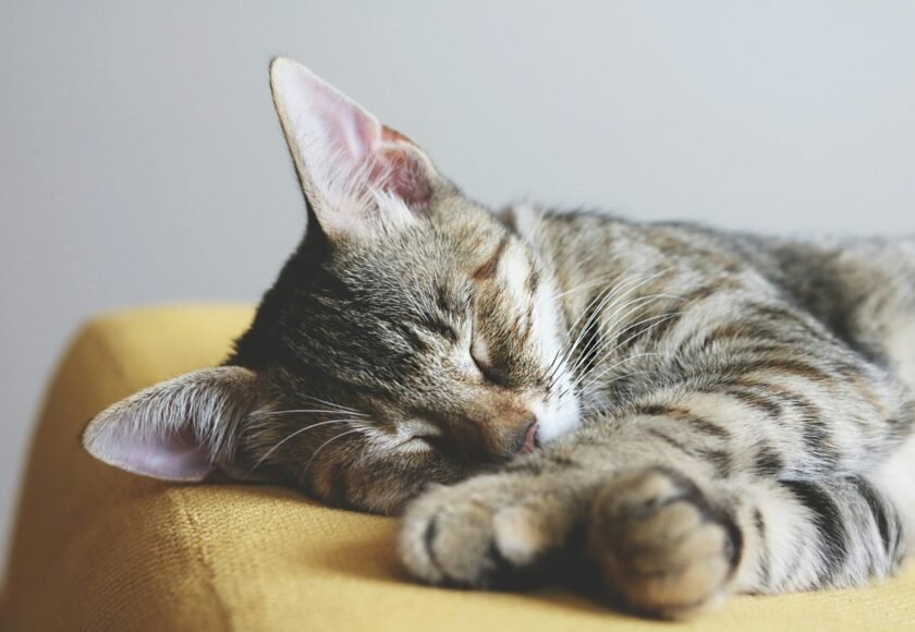 pexels-aleksandar-cvetanovic-605352-1440918