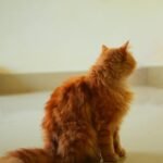 pexels-susheelparihar-35367585 (1)