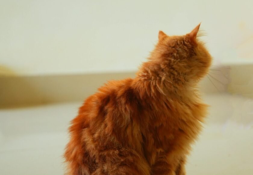 pexels-susheelparihar-35367585 (1)